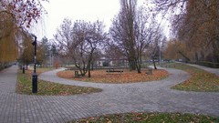 Roses hungary Székesfehérvár