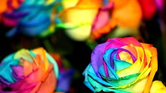 Roses multicolor