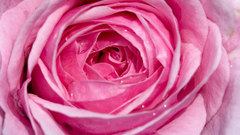 Roses nature Flowers