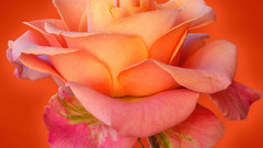 Roses orange nature Flowers