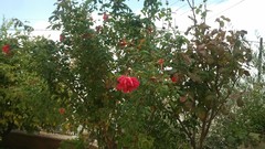 Roses Plants