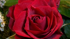 Roses Plants close-up floral flora