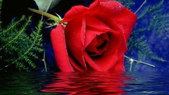 Roses red rose
