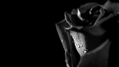 Roses tears
