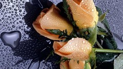 Roses wet