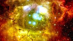 Rosette cropped high