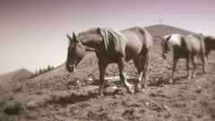 Rosskopf Horses dh high