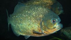 Roter Piranha pygocentrus nattereri