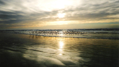 Rrbushey high reflections by