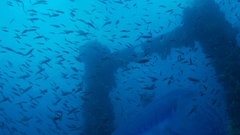 Ruins fish Oceans underwater