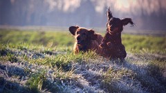 Running Animals grass Dogs