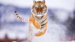 Running Siberian tiger