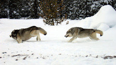 Running Wolves