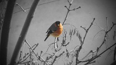 Russia cities Kaluga