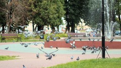 Russia doves cities Kaluga