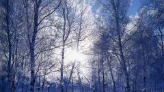 Russian winter snow forest