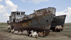 Rust Camels deserts wrecks