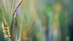 rye insect macro Plants Animals