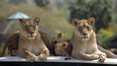 Safari Animals Lions