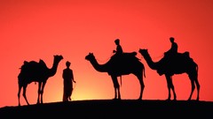 Sahara silhouettes Camels Sahara Desert deserts
