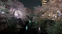 Sakura cherry blossoms