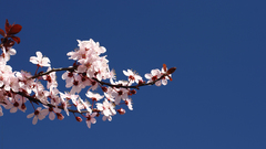 Sakura flower cherry blossom