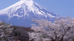 Sakura high Resolution