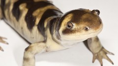 Salamander amphibians
