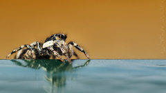 Salticidus spiders vorai widescreen