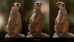 San diego meerkats