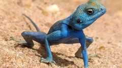 Sand Animals blue lizards