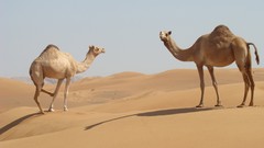 Sand Animals Camels deserts