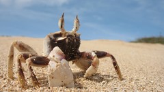 Sand Animals crabs