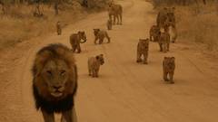 Sand Animals cubs roads Lions
