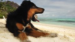 Sand Animals Dogs Beaches