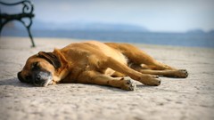 Sand Animals Dogs Beaches pets