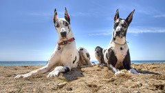 Sand Animals Dogs Beaches skies