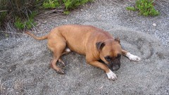 Sand Animals Dogs boxer dog