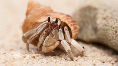 Sand Animals hermit crabs
