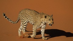 Sand Animals Leopards backgrounds wildlife