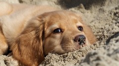 Sand Animals Puppies Dogs golden retriever