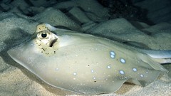 Sand Animals stingray sealife