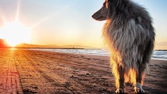 Sand Animals sun Dogs Beaches collie