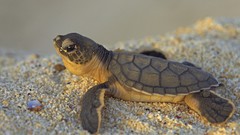 Sand Animals turtles baby animals
