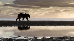 Sand Animals water clouds Bears Arctic silhouettes Polar Bears
