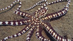 Sand Animals water octopuses