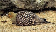 Sand Birds grouse