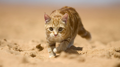 Sand cats orange