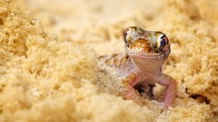 Sand close-up Reptiles geckos