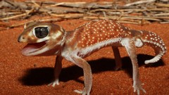 Sand close-up Reptiles national geographic geckos